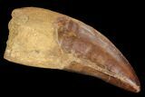 Serrated, Carcharodontosaurus Tooth - Robust Tooth #99799-1